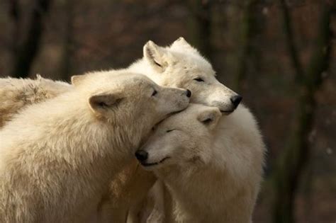 15 Adorable Animals Getting Their Cuddle On One Green Planet