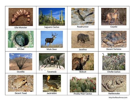 desert bingo picture | Desert animals and plants, Desert animals, Desert biome