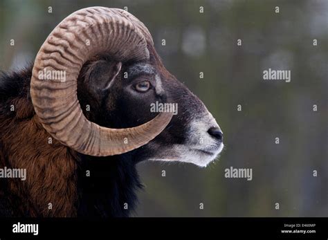 European Mouflon Ovis Musimon Male Head Profile The Netherlands