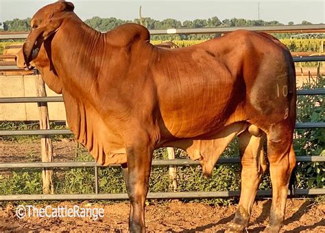 Usually ships within 6 to 10 days. Red Brahman Bulls in Texas for sale on The Cattle Range