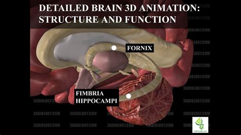 Human Neuroanatomy Detailed Brain 3d Animation Structure And Function Youtube