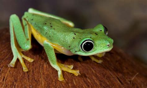 Green Tree Frogs In Pa Milagro Grisham