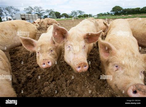 Free Range Organic Pigs On A Farm In Bridport Dorset Uk Stock Photo