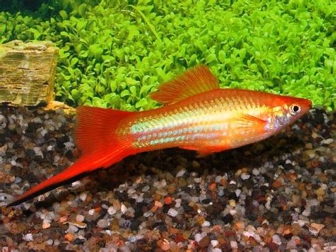 Pin On Domestic Swordtails