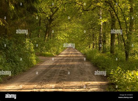 Country Dirt Road Through The Woods Stock Photo Alamy