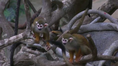 2 Squirrel Monkeys Born At Brookfield Zoo Youtube