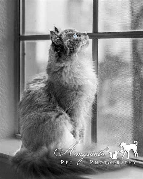 cinder by amyranthphotography ragdoll kitten ragdoll cat cats and kittens