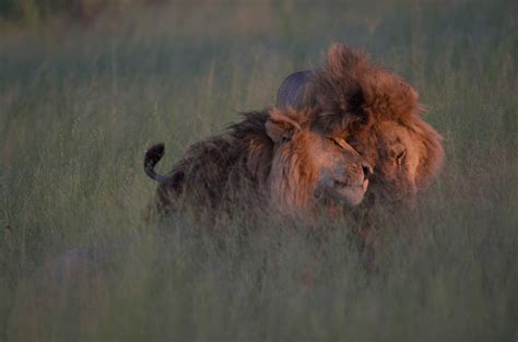 Is This A Picture Of Gay Lions Mating