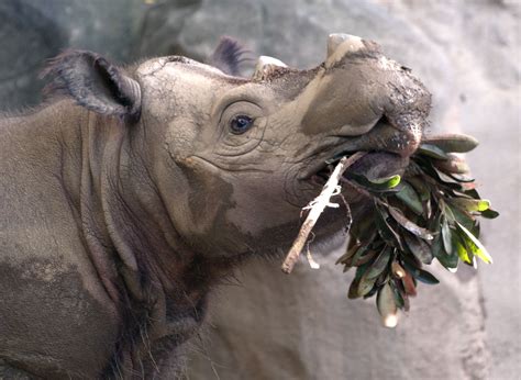 Sumatran Rhino Likely To Go Extinct Unless Action Is Taken Urgently