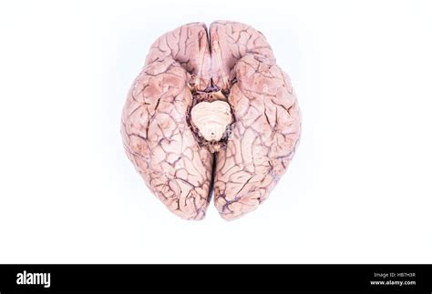 Real Human Brain Isolated On White Stock Photo Alamy