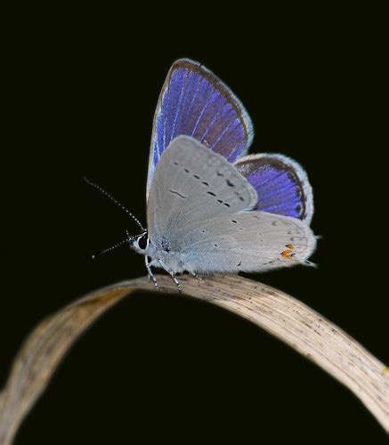 Blue Beauty This Is A Male Western Tailed Blue Butterfly Brad