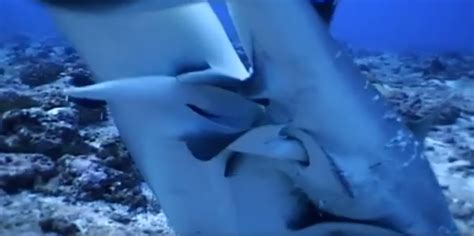 Grey Reef Sharks Mating Yann Hubert Natural History Nature Documentary