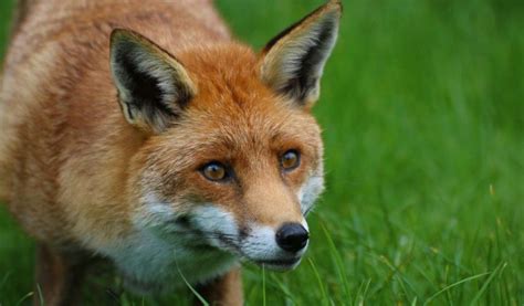 Red Fox Facts Diet And Habitat Information