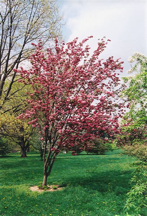 Red Barron Flowering Crabapple Malus Red Baron In Inver Grove