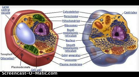 Animal cells contain a cell membrane, as do all cells. Animal Cell Poem - YouTube