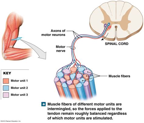 A Motor Unit Human Body Activities Muscle Anatomy Anatomy And Physiology