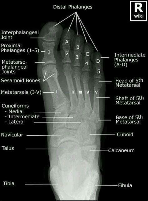 8 Best Hand Bones Anatomy Images On Pinterest Hand Bone Anatomy