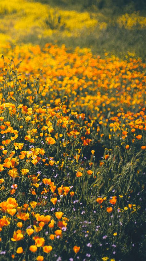 Free Download Wallpapers Of The Month Spring Wildflowers 1242x2208