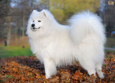 Samoyed Dog Breed Facts Highlights And Buying Advice Pets4homes
