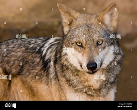 The Endangered Mexican Gray Wolf Canis Lupus Baileyi Possibly Now