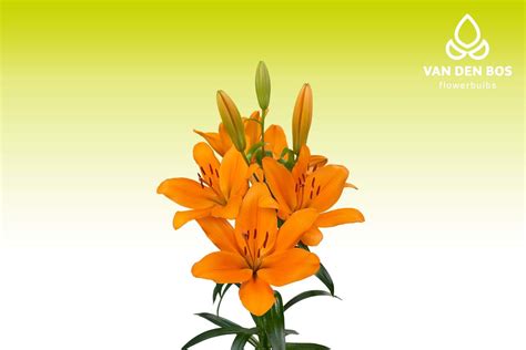 Camell® (T.A.) - Lirio - Van den Bos Flowerbulbs