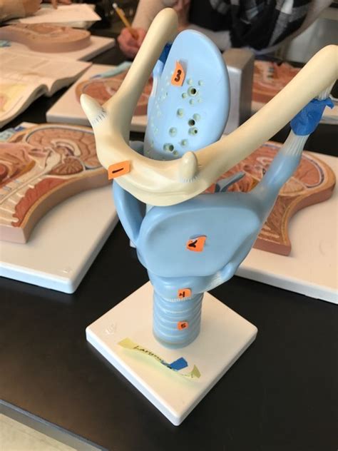 Larynx Model Diagram Quizlet