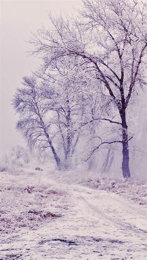 Winter Path Trees Landscape Iphone Wallpapers Free Download