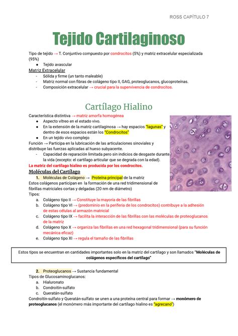 Tejido Cartilaginoso Resumen Ross Histología Texto Y Atlas Tejido
