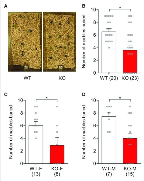 Slit Ko Mice Showed Suppressed Marble Burying Behavior A Example