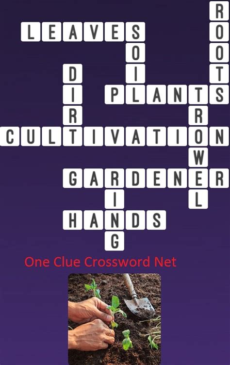Sandy R Romero Non Flowering Plants Crossword Clue The Essential