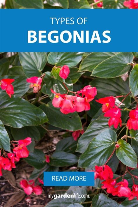 6 Types Of Begonias Mygardenlife In 2023 Begonia Shade Garden