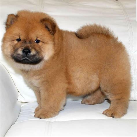 Are Pugs And Chow Chows Compatible