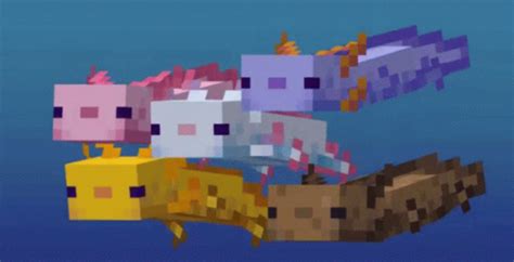 Axolotl Minecraft Mobs Wiki Fandom