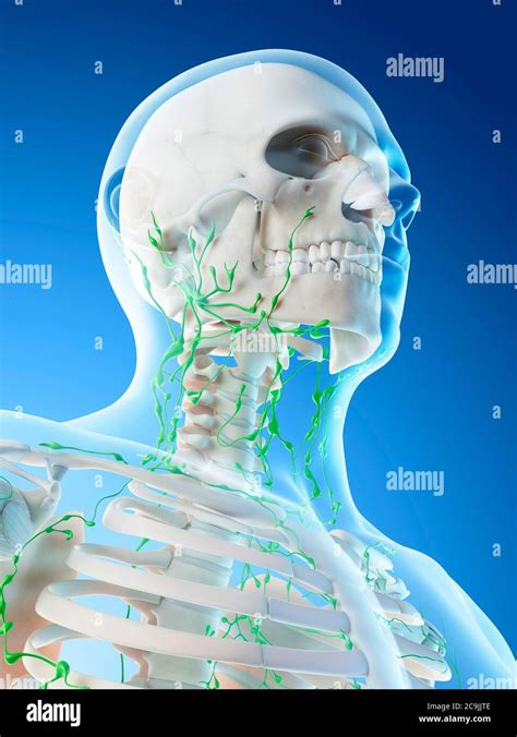 Lymphatic System Of Neck And Head High Resolution Stock Photography And