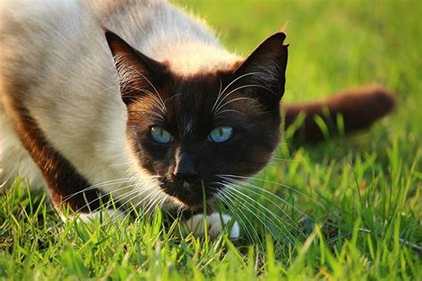 9 Interesting Facts About Siamese Cats That You Should Know Catastic