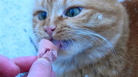 While our pets can provide a these unusual conditions are leaving many cat owners questioning what human foods can cats eat, and what they could use for emergency cat food. Red cat eat sausage - YouTube