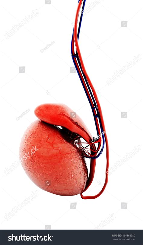 Digital Illustration Testicles Colour Background Stock Illustration 164862980 Shutterstock