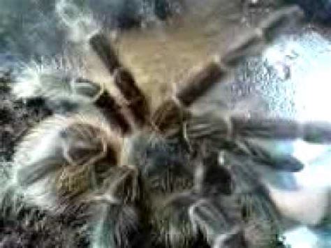 In blankenburg hat eine giftige spinne für einen schreckmoment bei kunden und angestellten eines supermarktes gesorgt. vogel spinne - YouTube