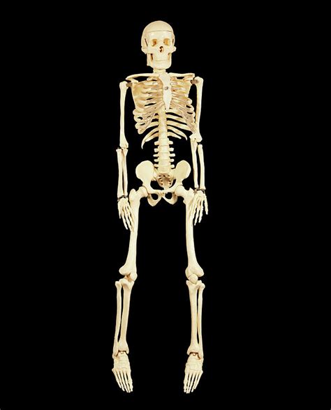 Female Skeleton Photograph By Mark Thomas Science Photo Library Pixels