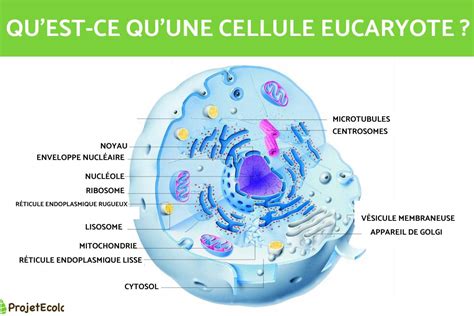 Cellule Eucaryote Sch Ma Et Caract Ristiques