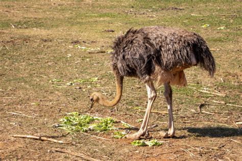 What Do Ostriches Eat In The Wild And In Captivity Diet Facts Explained