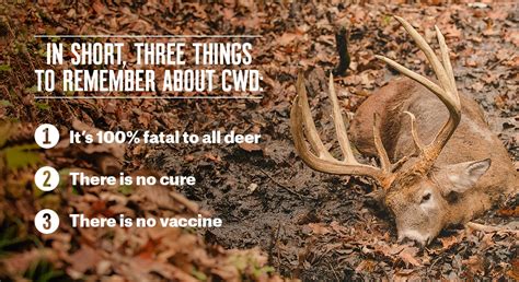 Chronic Wasting Disease What You Need To Know This Season Onx