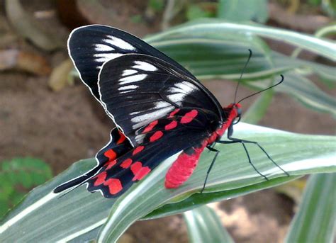 A Very Red Butterfly India Travel Forum