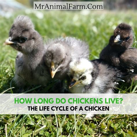 Polish chicken breed and color varieties: How Long Do Chickens Live? The Life Cycle of A Chicken ...