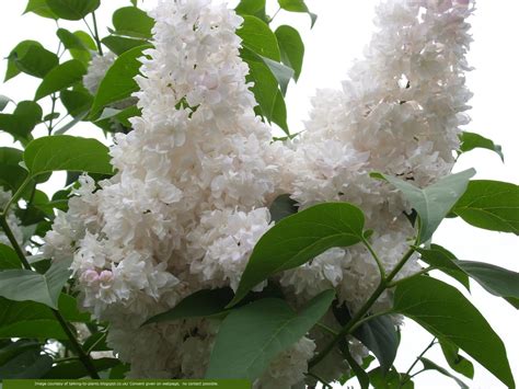 Buy Beauty Of Moscow Lilac Tree Online Free Uk Delivery