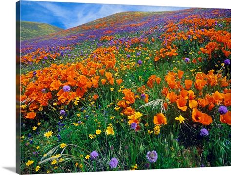 Wildflowers Growing On Hillside Spring Antelope Valley California