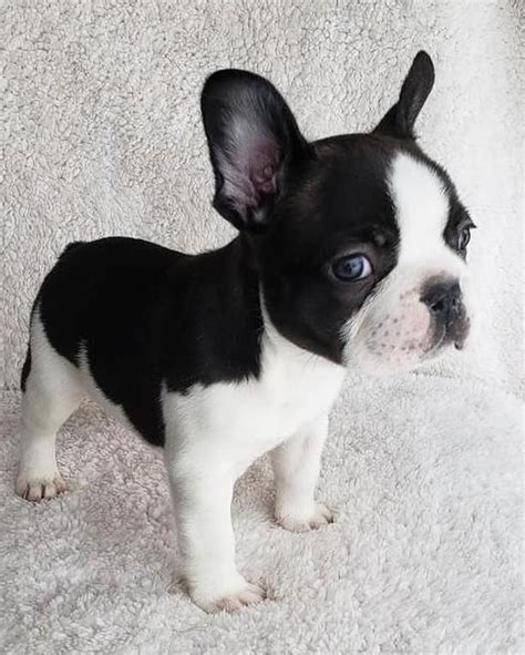 🗞 Daily French Bulldog News 🗞 On Instagram “our Friends Christy And