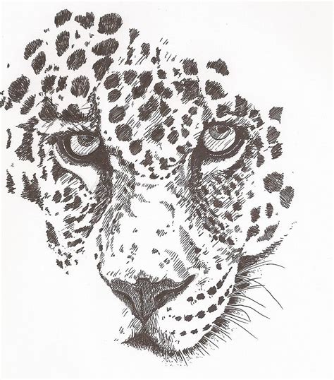 People commonly say the eyes are the window to the soul, so if you are drawing a person, it is vital you get the eyes right. Leopard Drawing by Pat Barker
