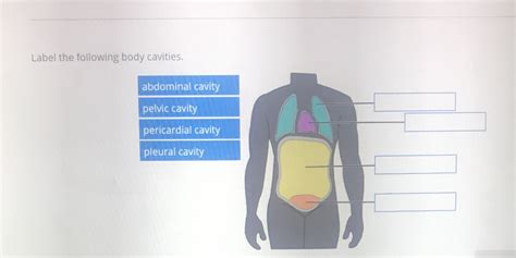 Solved Label The Following Body Cavities Abdominal Cavity Pelvic