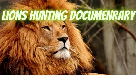 Lions Hunting Documentary Lions Attacking Prey Wild Life Animals